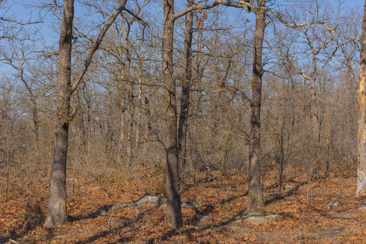 Decorative background for JLH Estates Tract 20 image 9