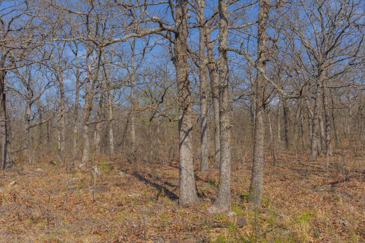 Decorative background for JLH Estates Tract 20 image 11