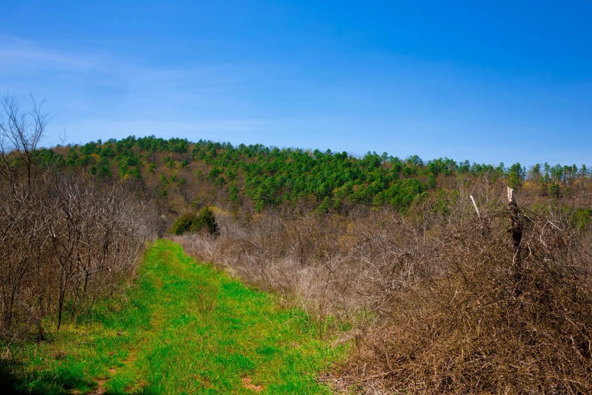 Decorative background for Stone Creek Phase II Tract 226 image 8