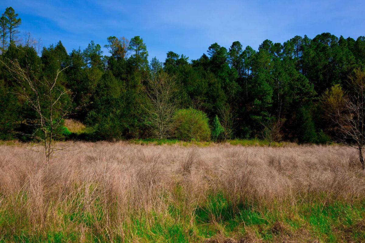 Decorative background for Stone Creek Phase II Tract 226 image 11