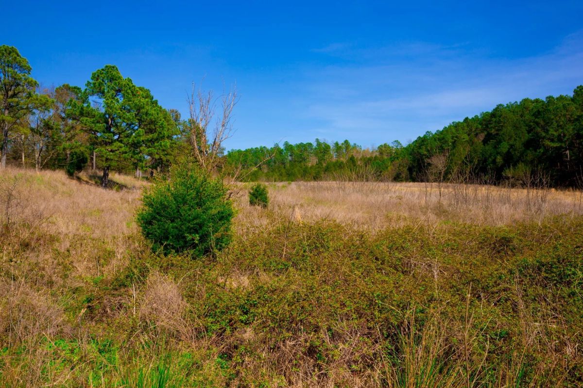 Decorative background for Stone Creek Phase II Tract 226 image 14