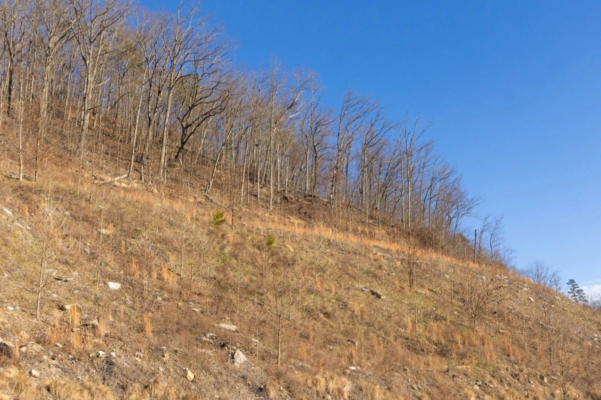 Decorative background for Jade Pass Tract 12 image 8