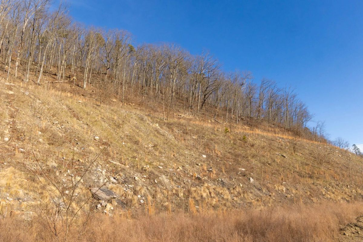 Decorative background for Jade Pass Tract 12 image 9