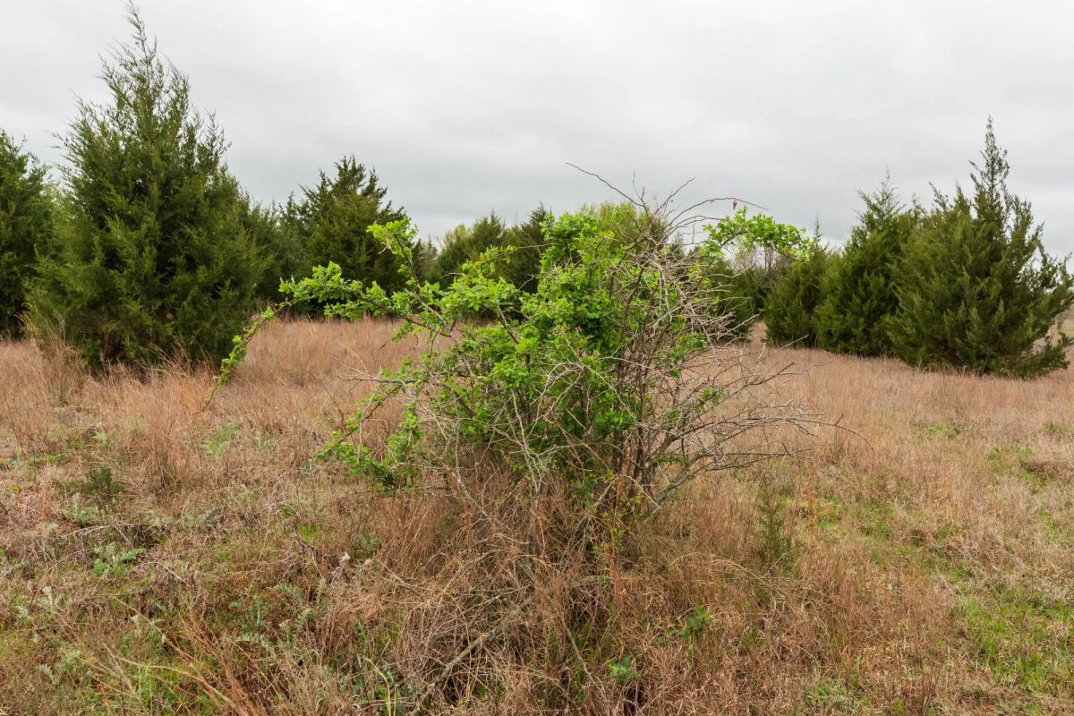 Moonrise Meadows Tract 1 - Image 2