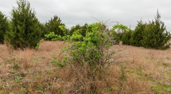 Moonrise Meadows Tract 1 in Okfuskee County, OK