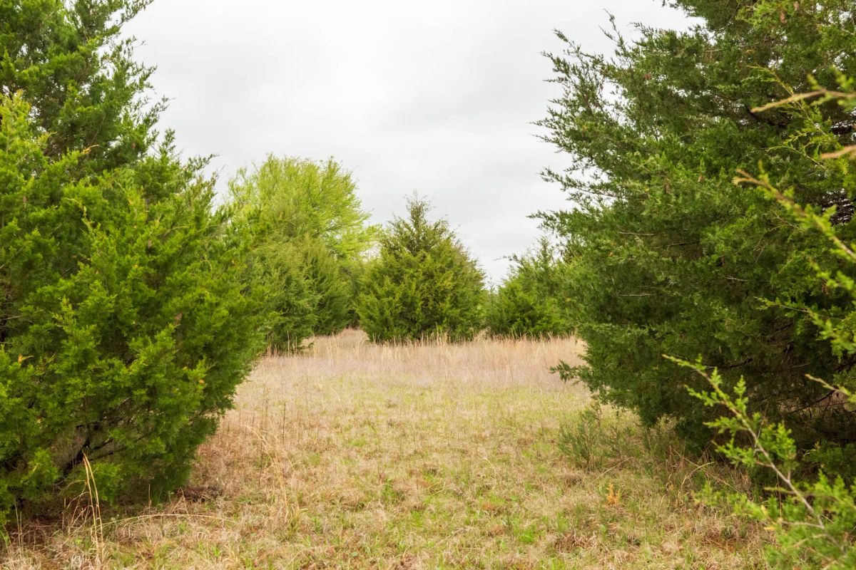 Decorative background for Moonrise Meadows Tract 1 image 12
