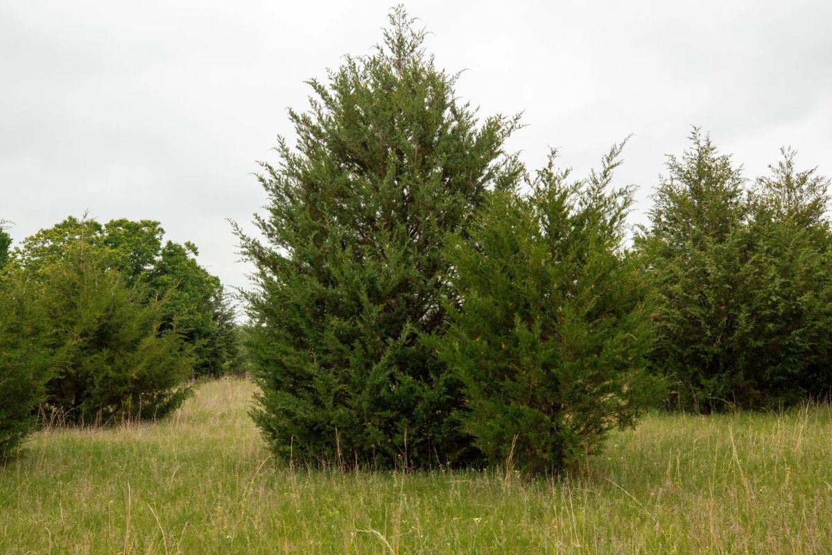 Decorative background for Moonrise Meadows Tract 1 image 13