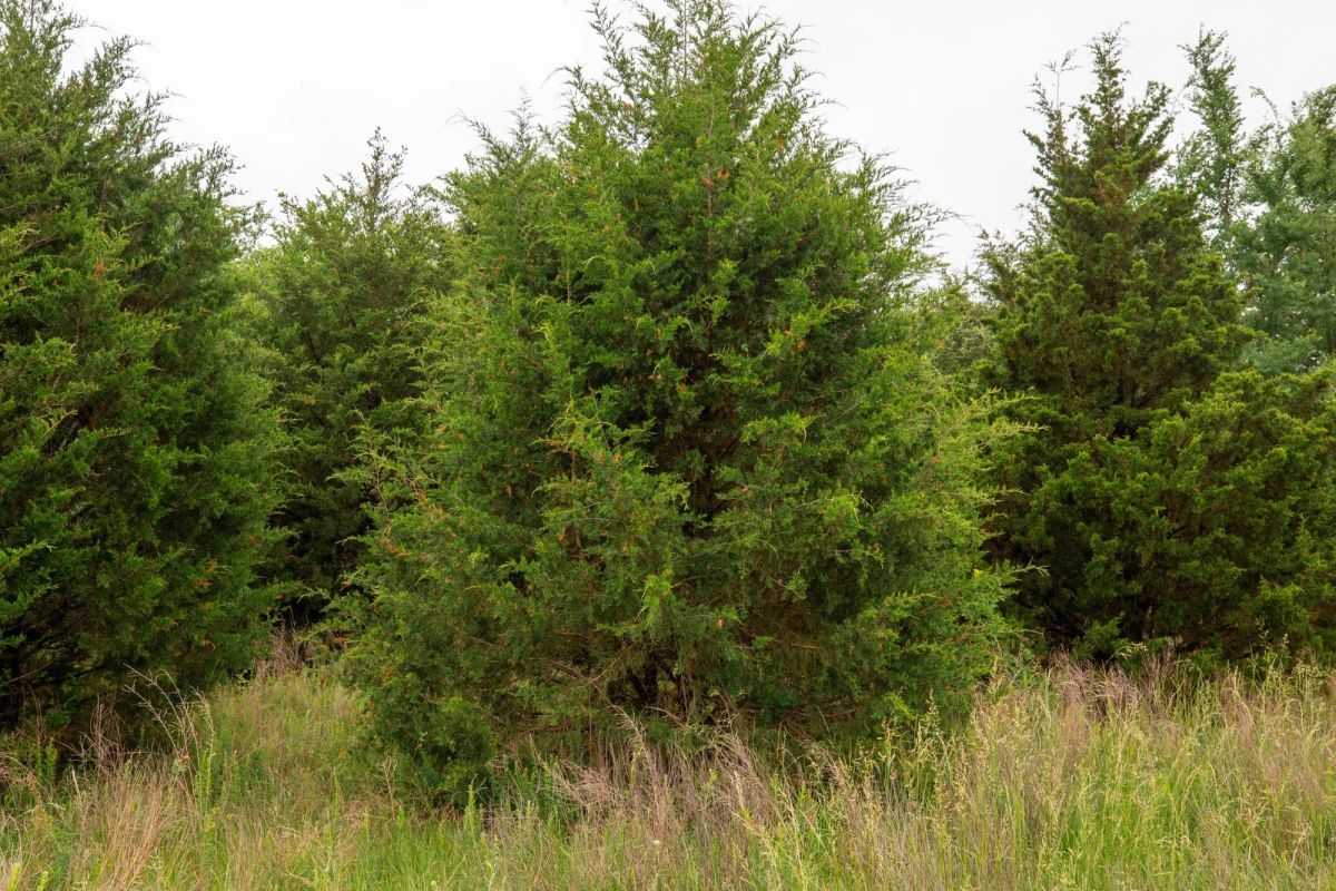 Decorative background for Moonrise Meadows Tract 1 image 15