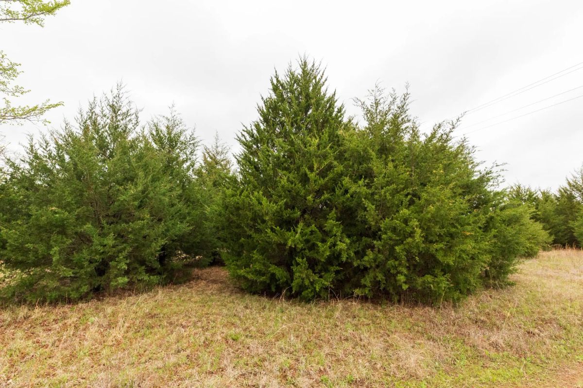 Decorative background for Moonrise Meadows Tract 1 image 17