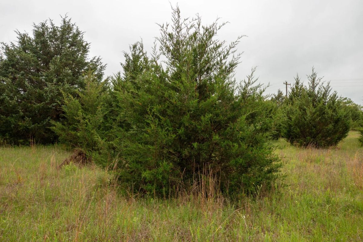 Decorative background for Moonrise Meadows Tract 1 image 20
