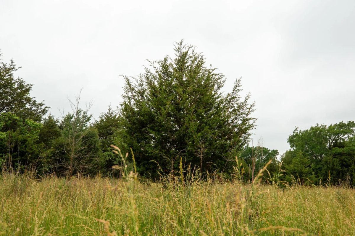 Decorative background for Moonrise Meadows Tract 1 image 21