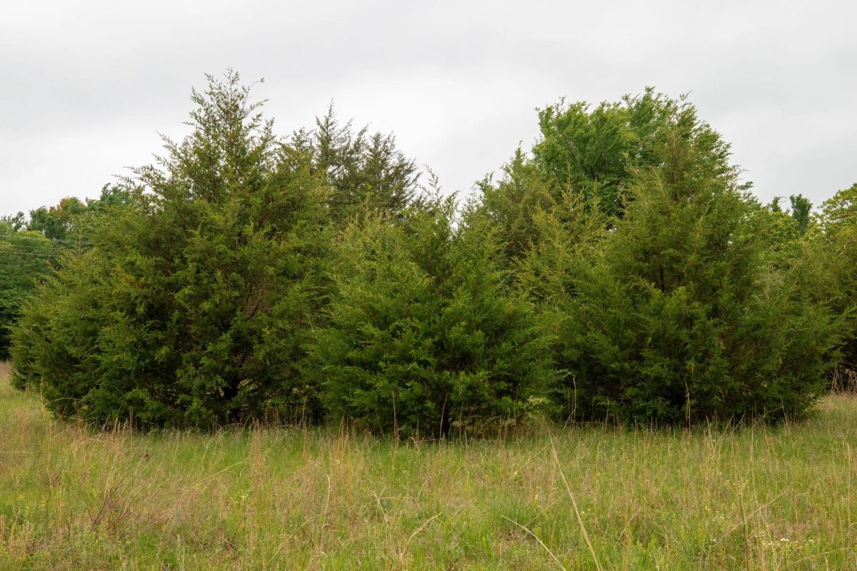 Decorative background for Moonrise Meadows Tract 1 image 22