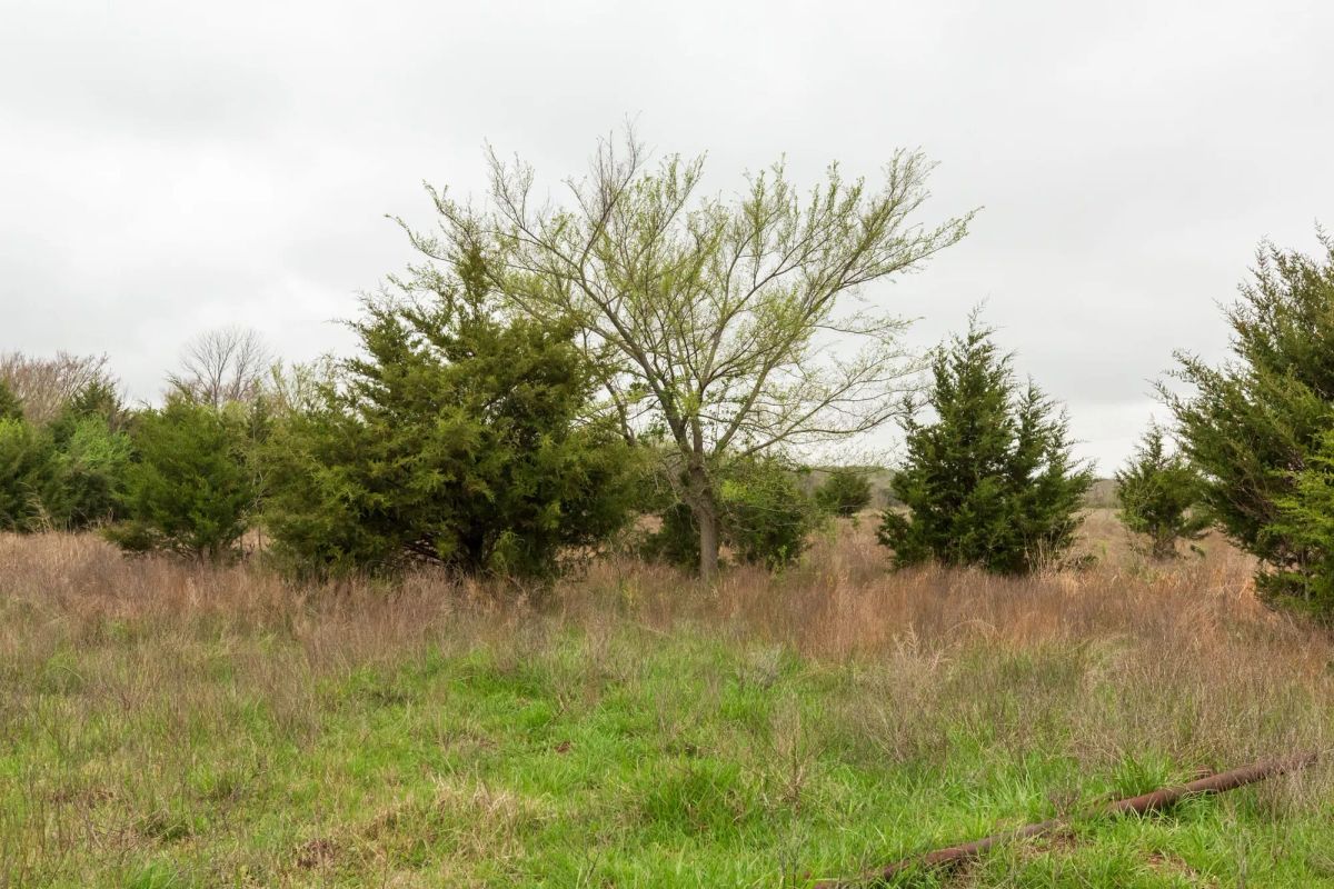 Decorative background for Moonrise Meadows Tract 1 image 23
