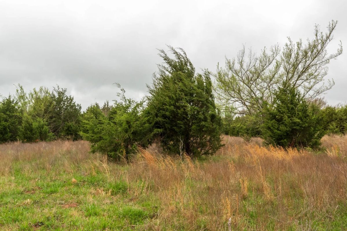 Decorative background for Moonrise Meadows Tract 1 image 25