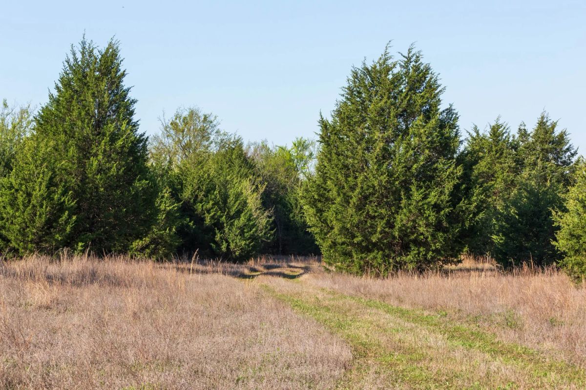 Decorative background for Moonrise Meadows Tract 1 image 26