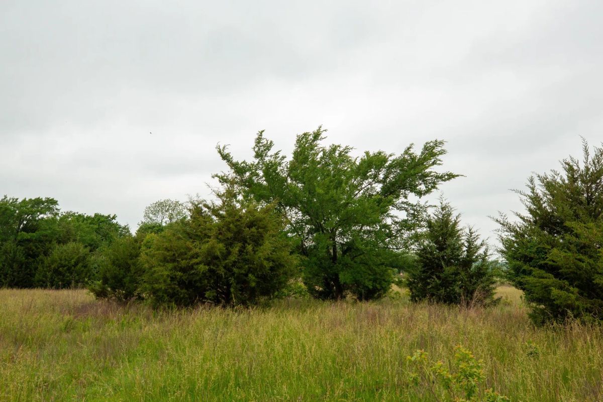 Decorative background for Moonrise Meadows Tract 1 image 27