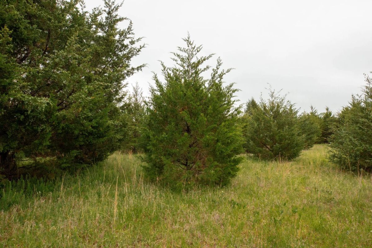 Decorative background for Moonrise Meadows Tract 1 image 29