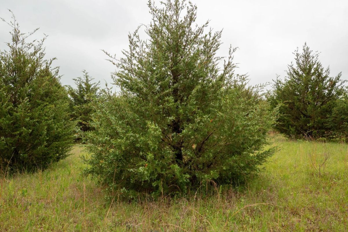 Decorative background for Moonrise Meadows Tract 1 image 30