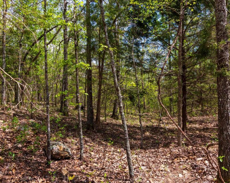 Autumnwood Tract 12 in Fulton County, AR