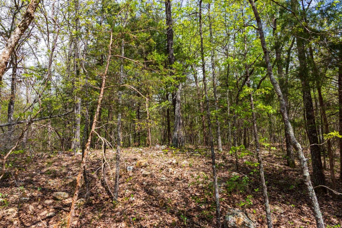 Autumnwood Tract 12 - Image 4