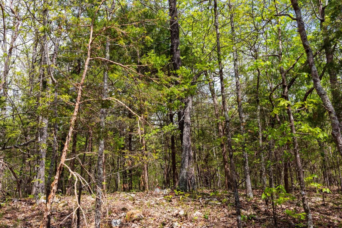 Decorative background for Autumnwood Tract 12 image 5