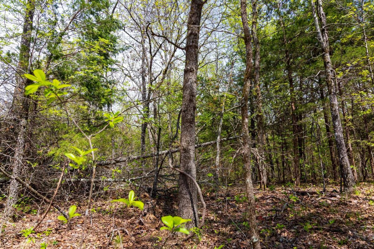 Decorative background for Autumnwood Tract 12 image 6