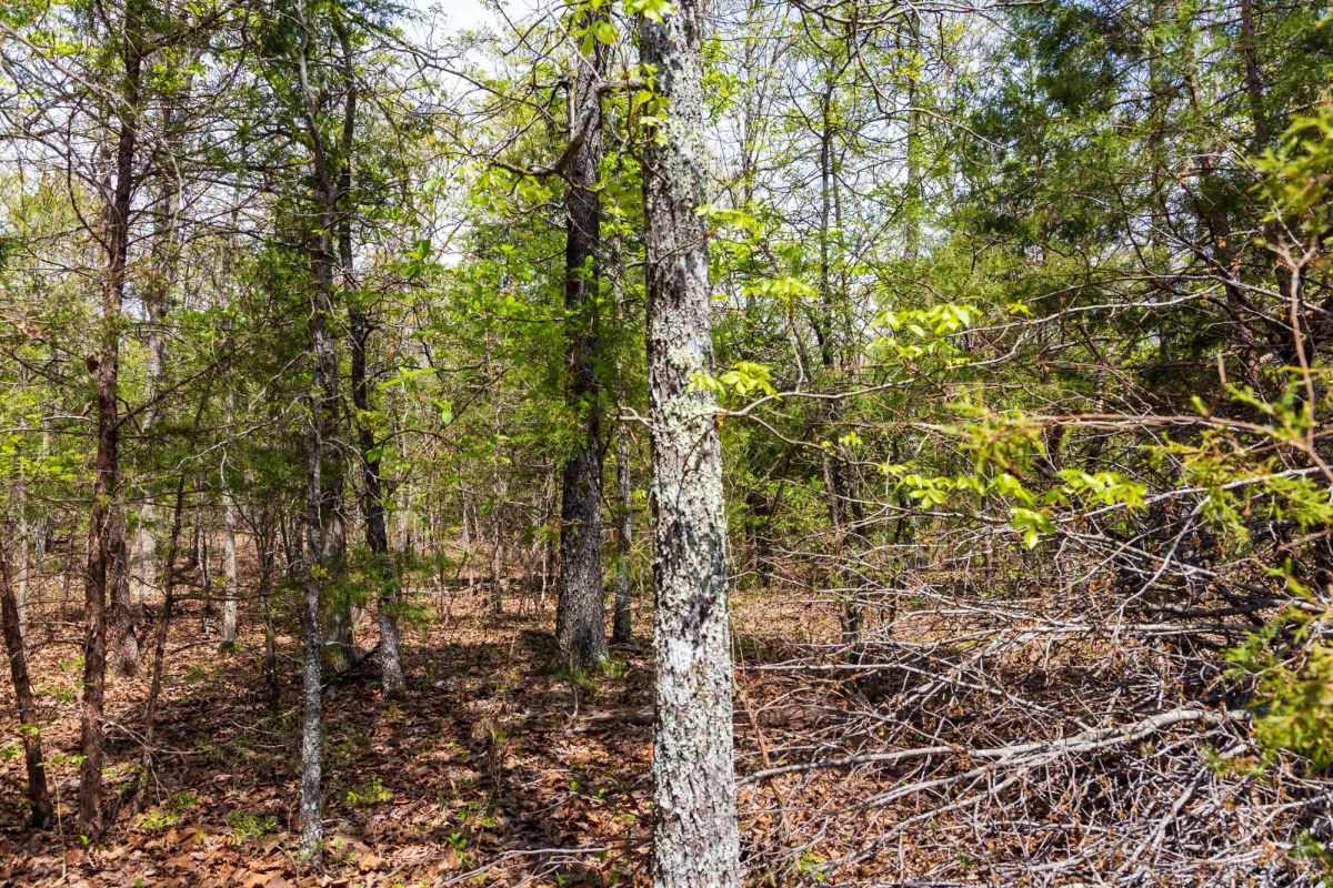 Decorative background for Autumnwood Tract 12 image 7