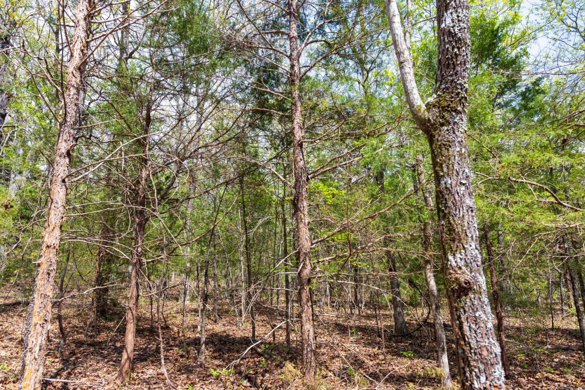 Decorative background for Autumnwood Tract 12 image 8