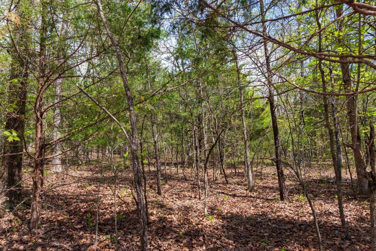 Decorative background for Autumnwood Tract 12 image 9