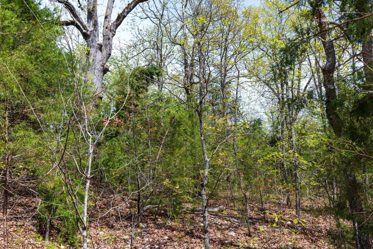 Decorative background for Autumnwood Tract 12 image 10