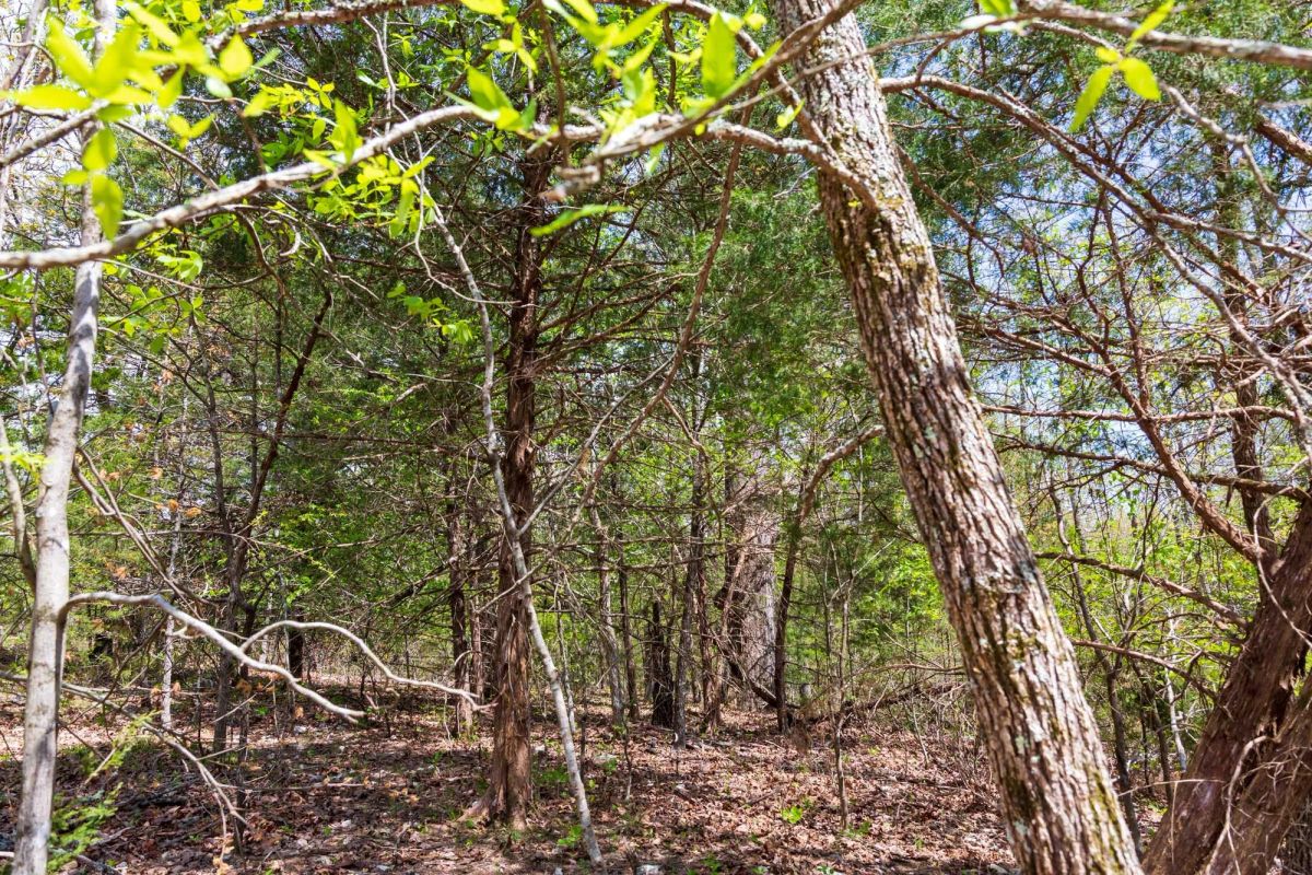 Decorative background for Autumnwood Tract 12 image 11