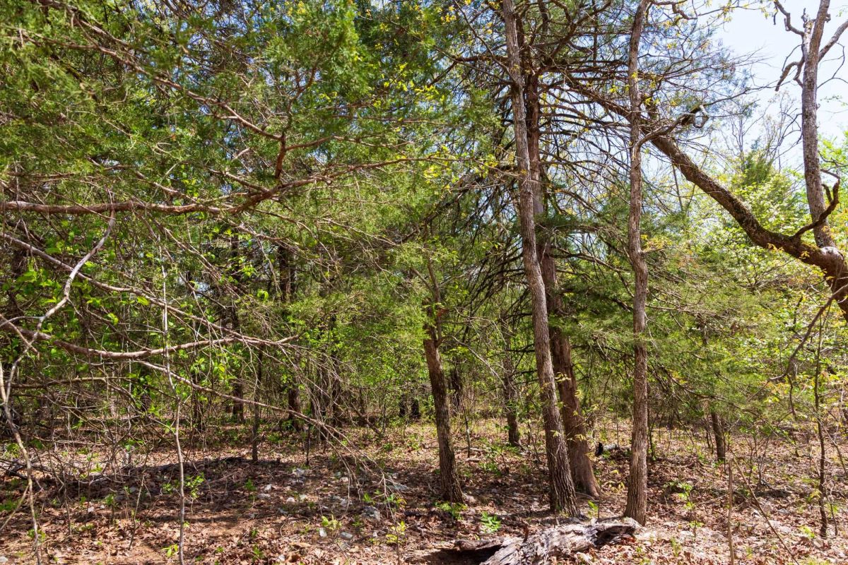 Decorative background for Autumnwood Tract 12 image 12