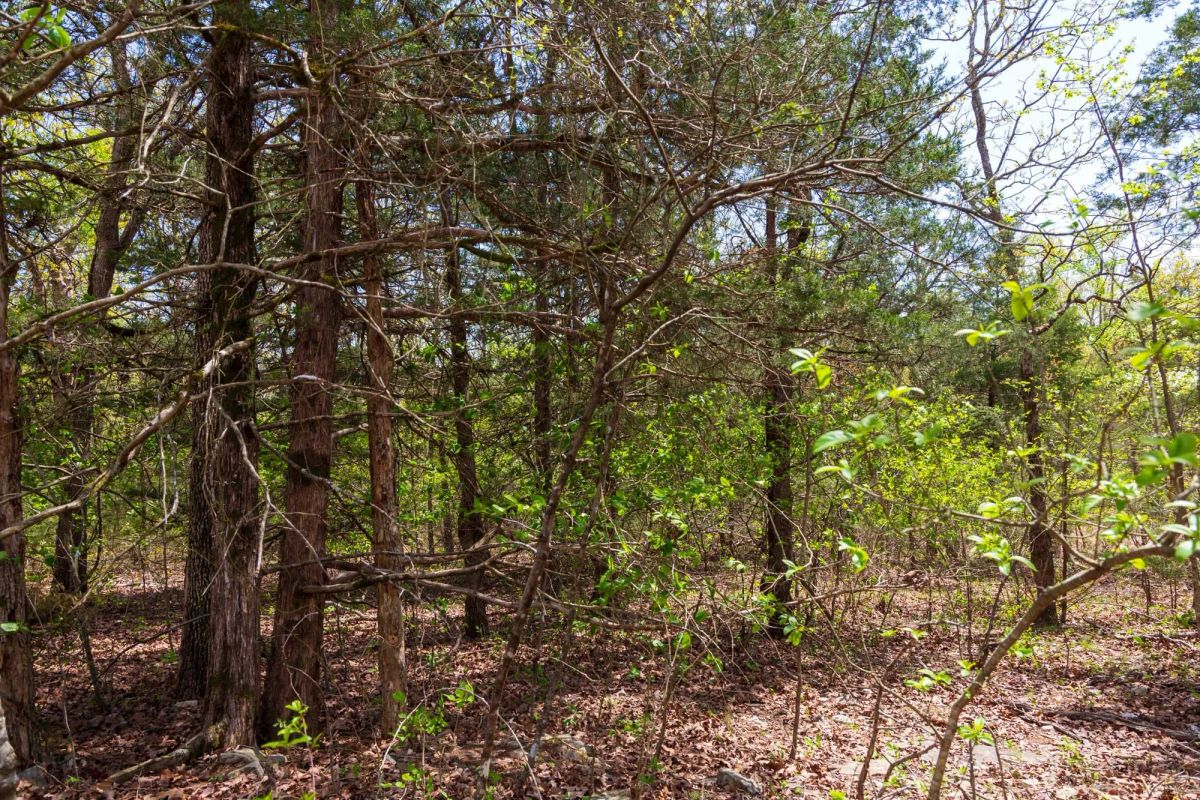 Decorative background for Autumnwood Tract 12 image 13