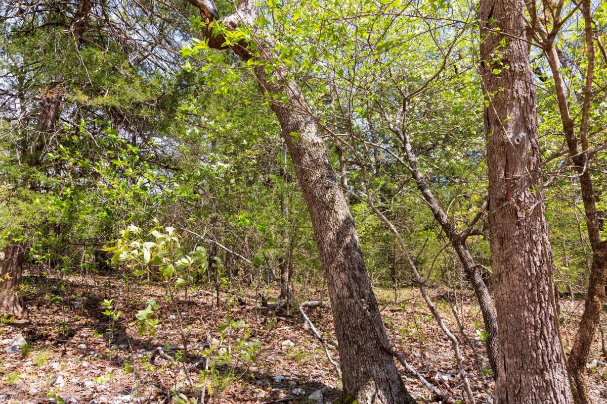 Decorative background for Autumnwood Tract 12 image 14