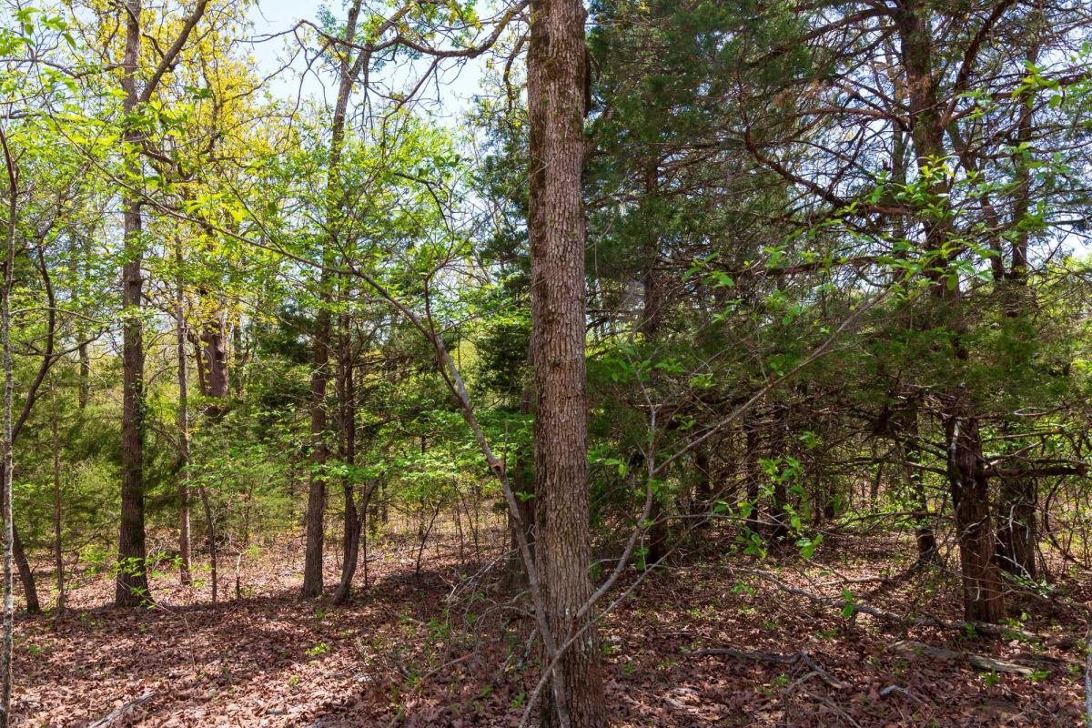 Decorative background for Autumnwood Tract 12 image 15