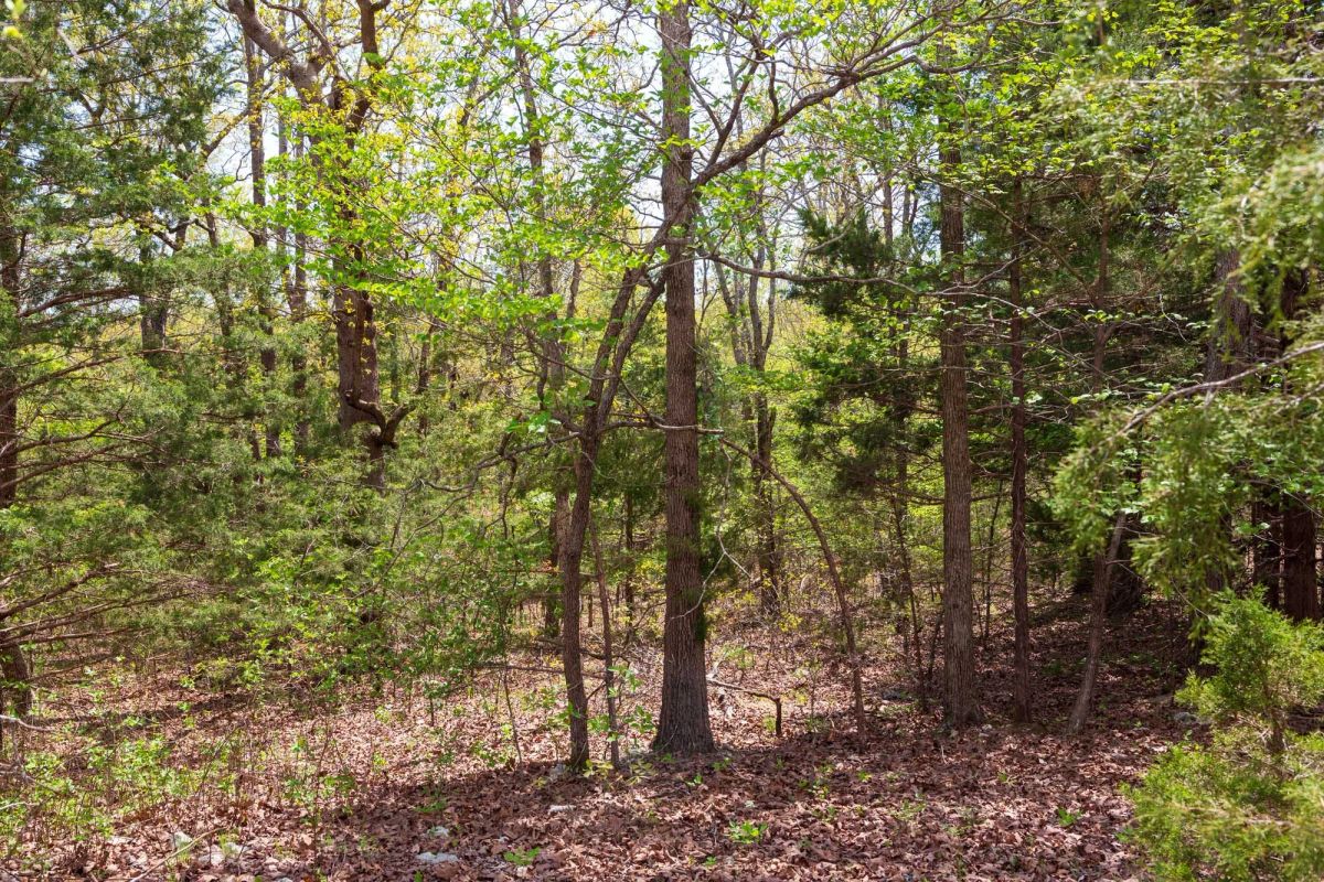 Decorative background for Autumnwood Tract 12 image 16