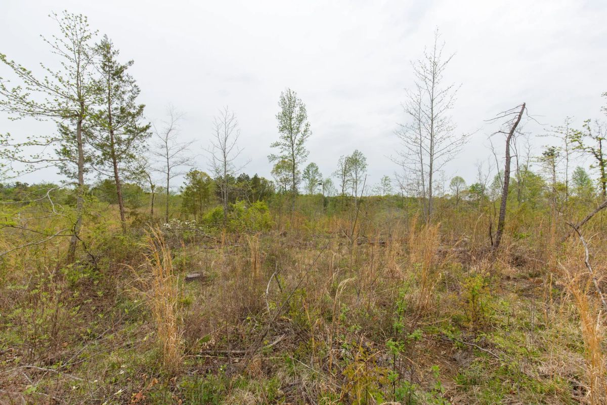 Decorative background for Twin Rivers Tract 20 image 5