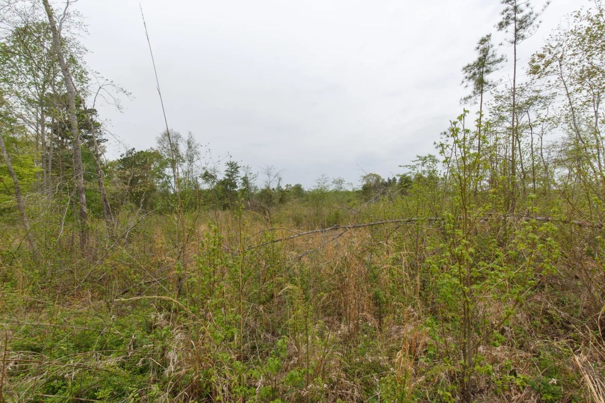 Decorative background for Twin Rivers Tract 20 image 6