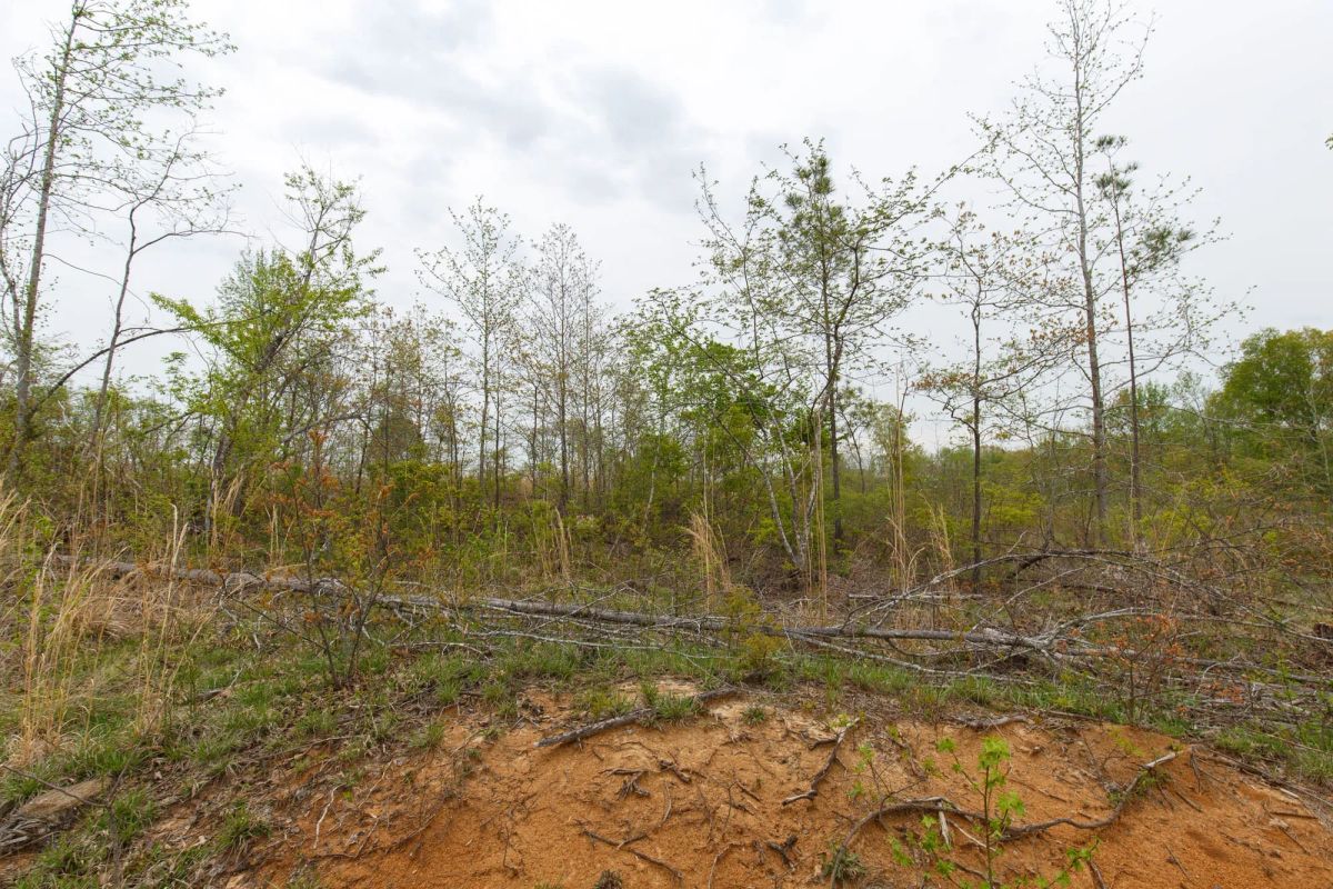 Decorative background for Twin Rivers Tract 20 image 9