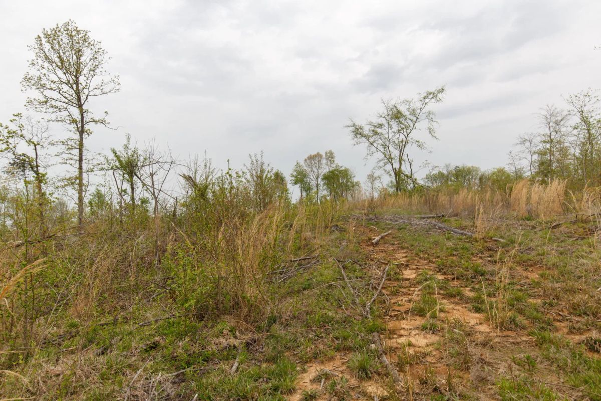 Decorative background for Twin Rivers Tract 20 image 10