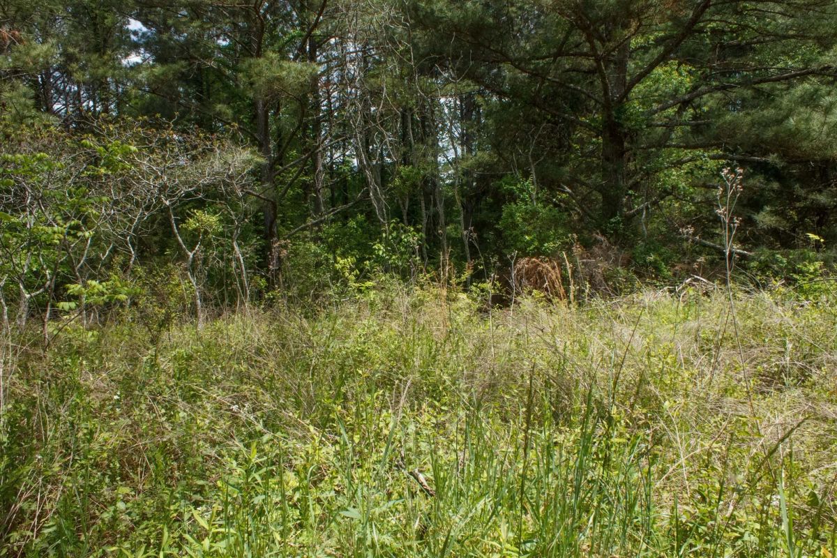 Riverbend Tract 29 - Image 2