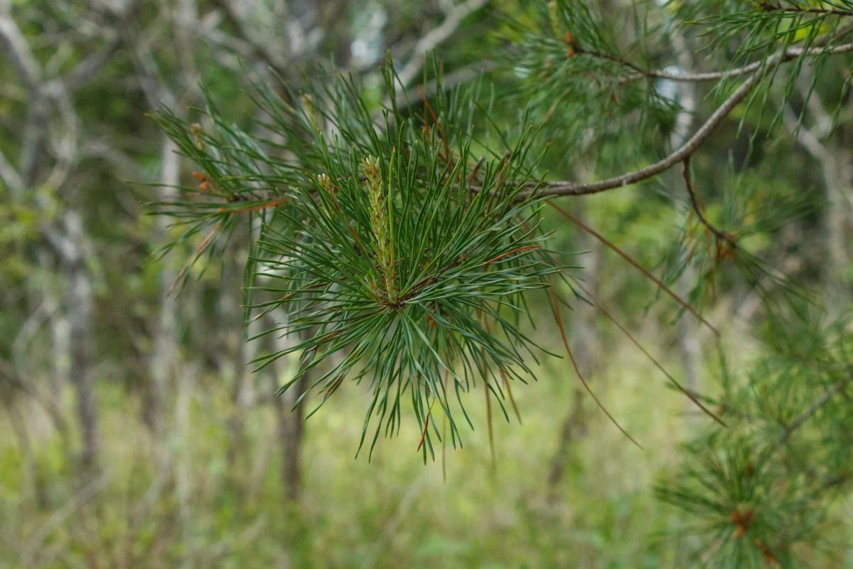 Decorative background for Riverbend Tract 29 image 6