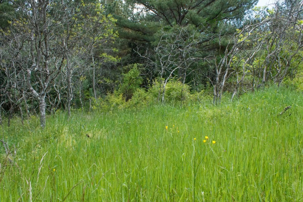 Decorative background for Riverbend Tract 29 image 8