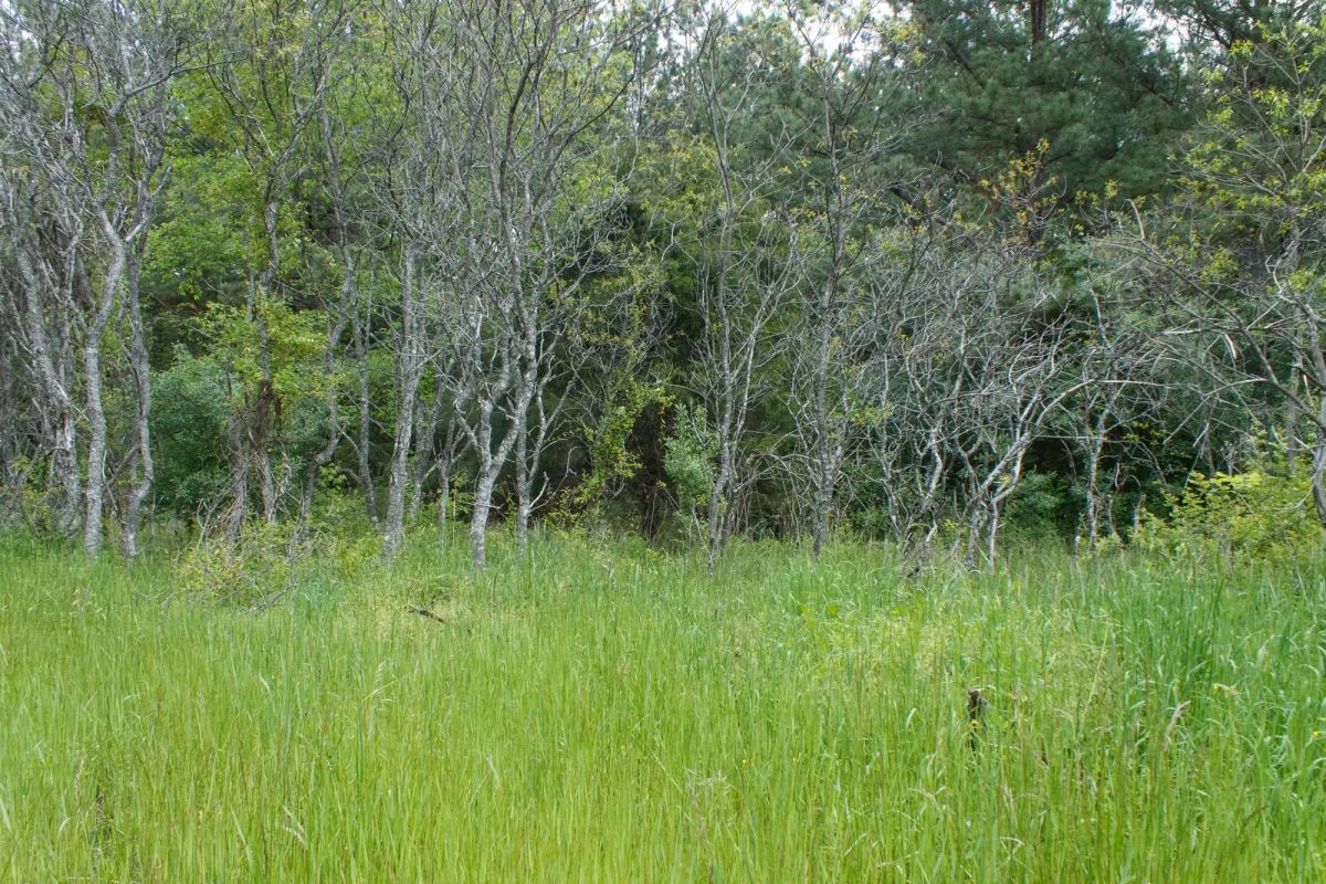 Decorative background for Riverbend Tract 29 image 9