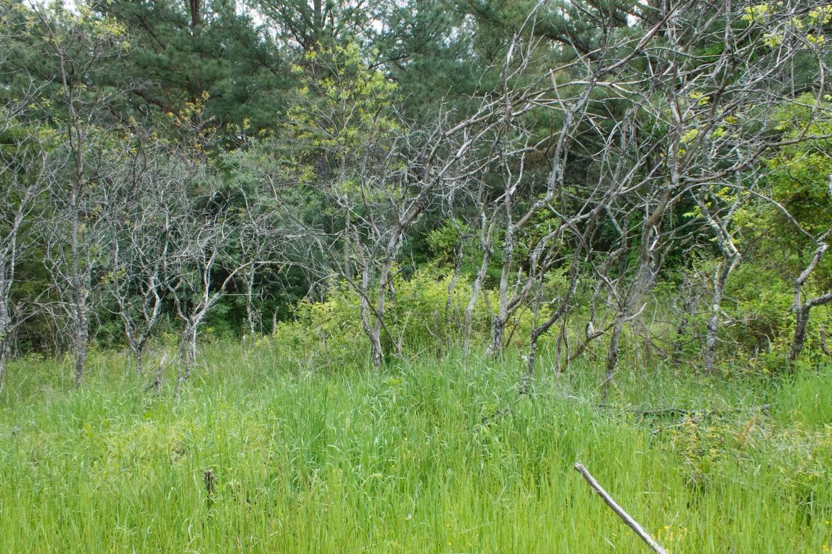 Decorative background for Riverbend Tract 29 image 10
