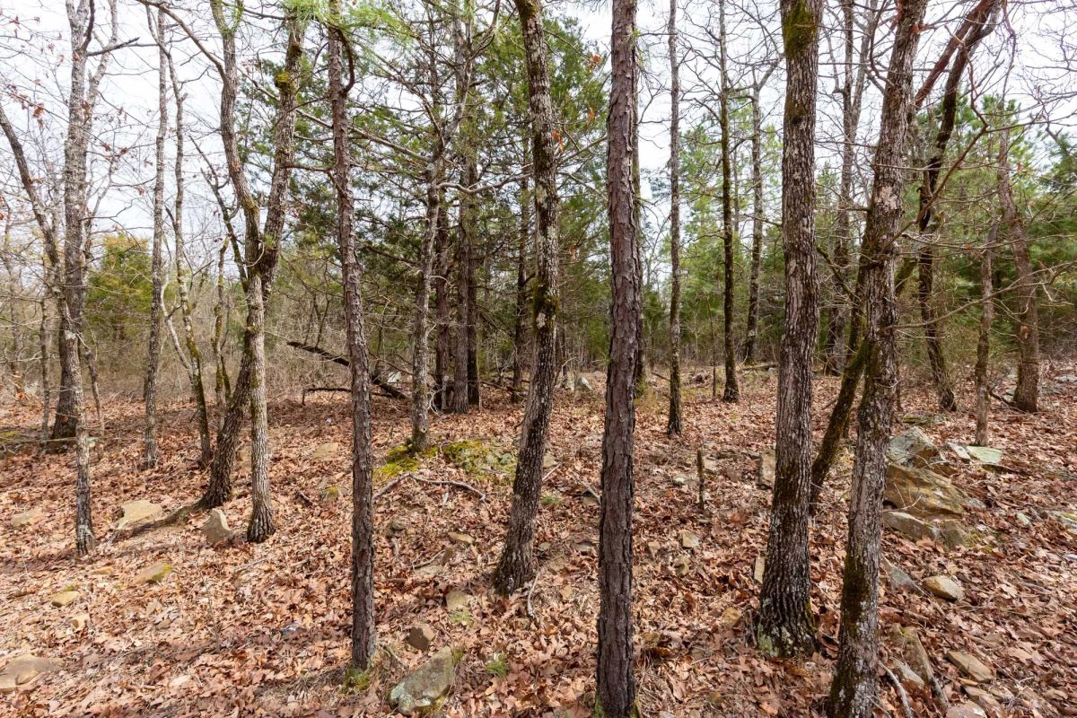 Decorative background for Stone Bridge Phase III Tract 149 image 16