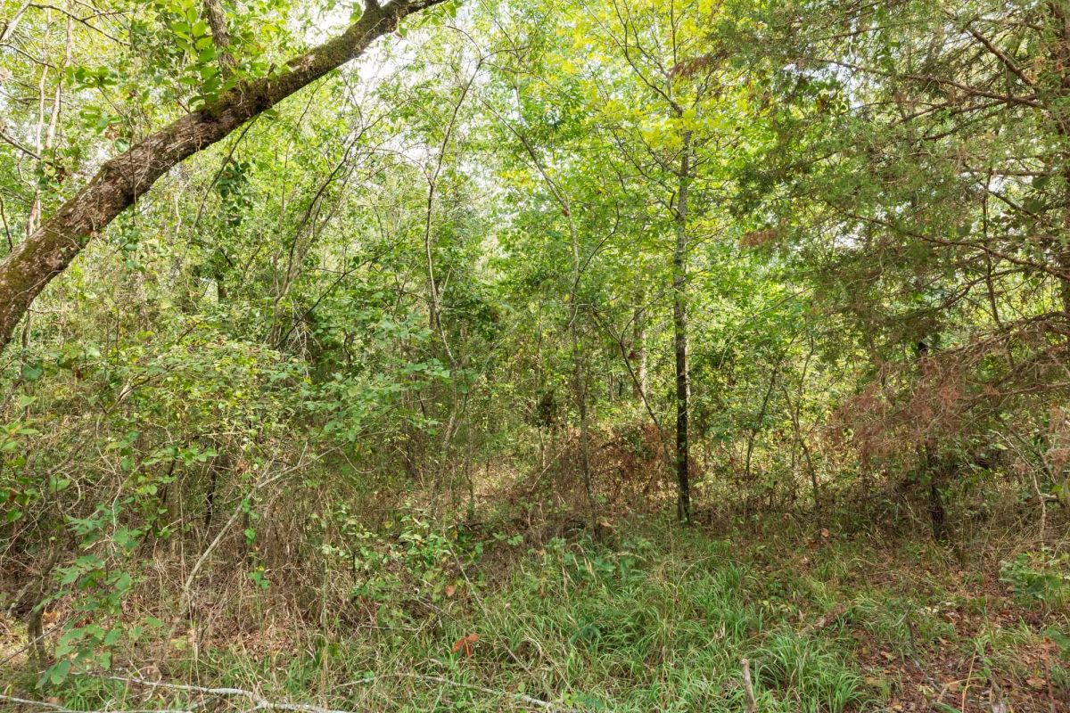 Decorative background for Stone Bridge Phase V Tract 408 image 6