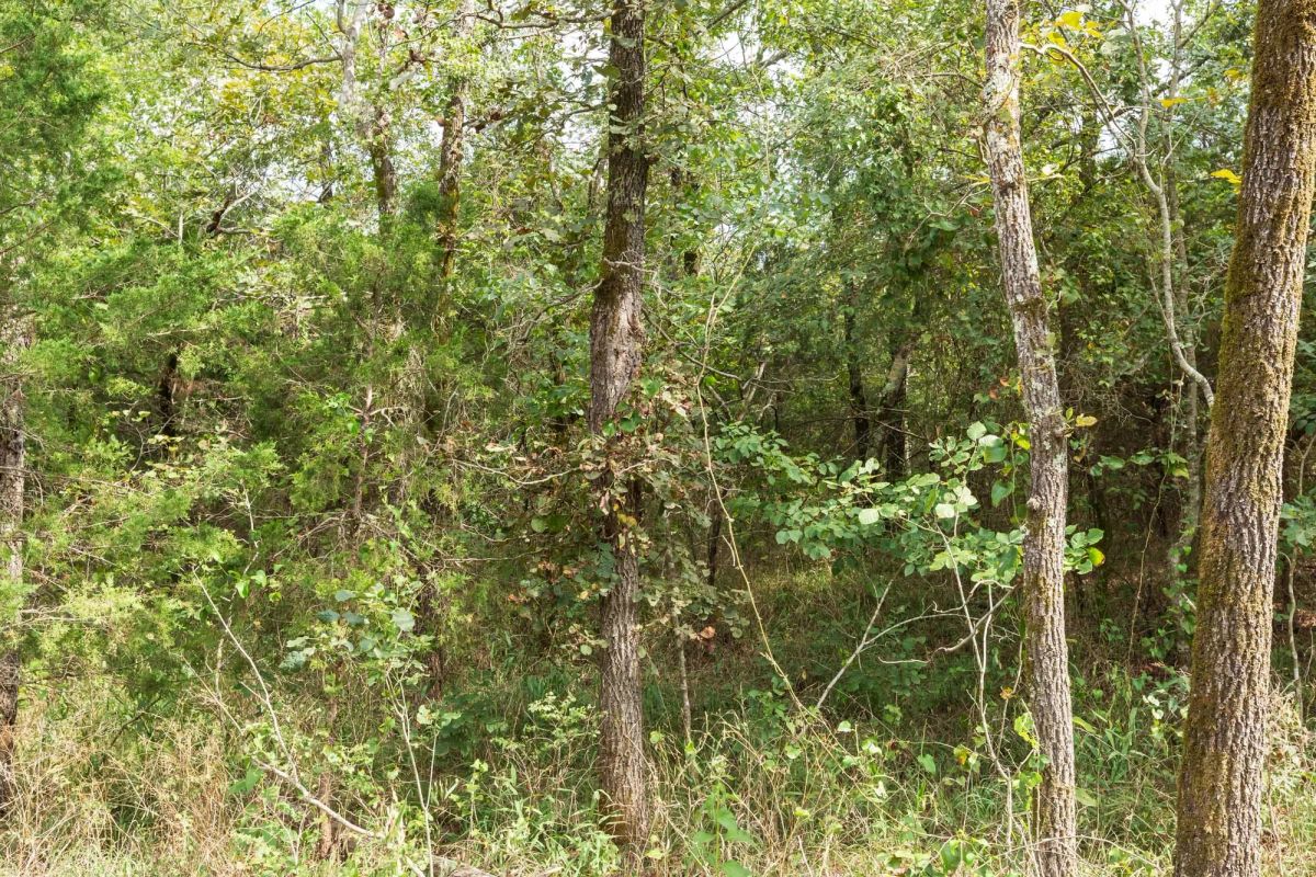 Decorative background for Stone Bridge Phase V Tract 408 image 8