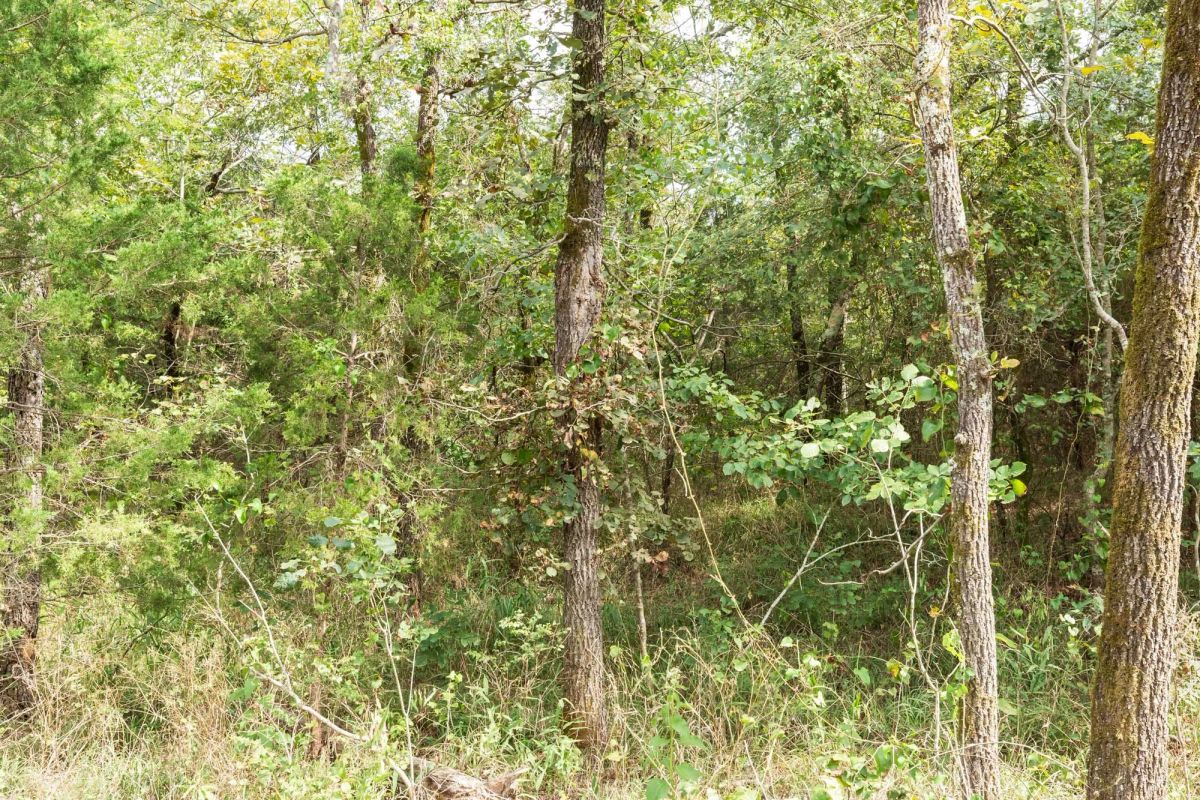 Decorative background for Stone Bridge Phase V Tract 408 image 9