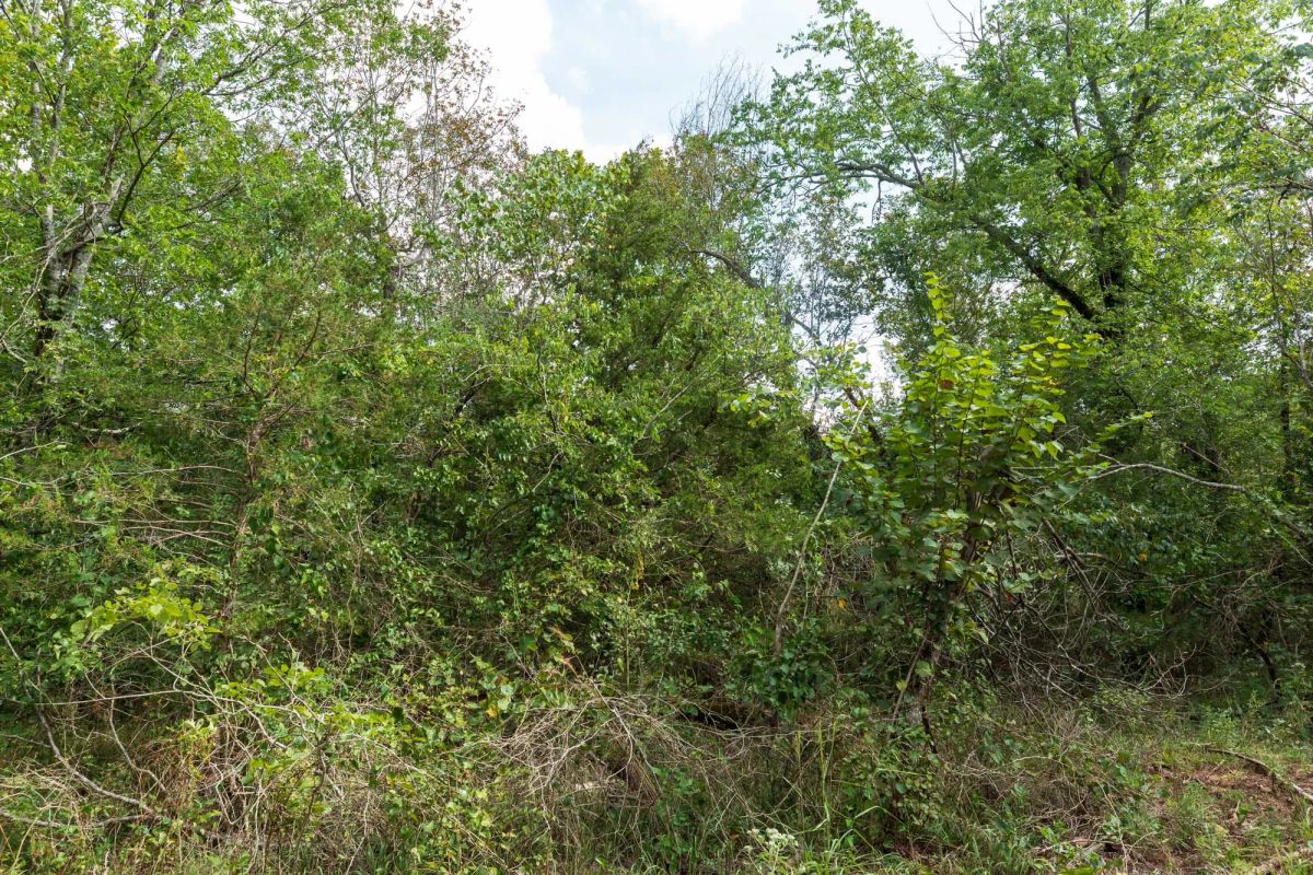 Decorative background for Stone Bridge Phase V Tract 408 image 11